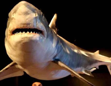 Sharks: Guardians of the Ocean at CosmoCaixa