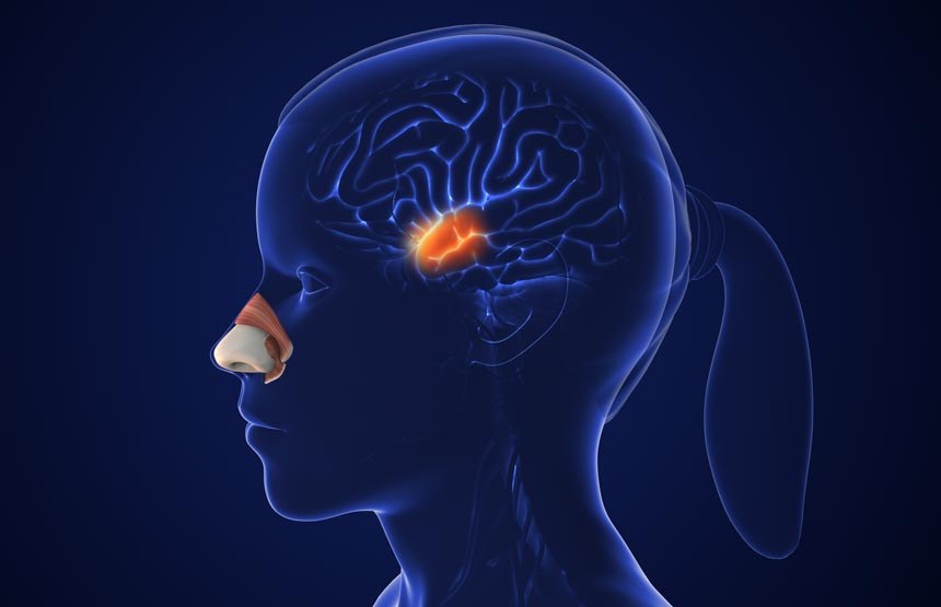 El cerebro que huele: diálogo sobre olfato y emociones